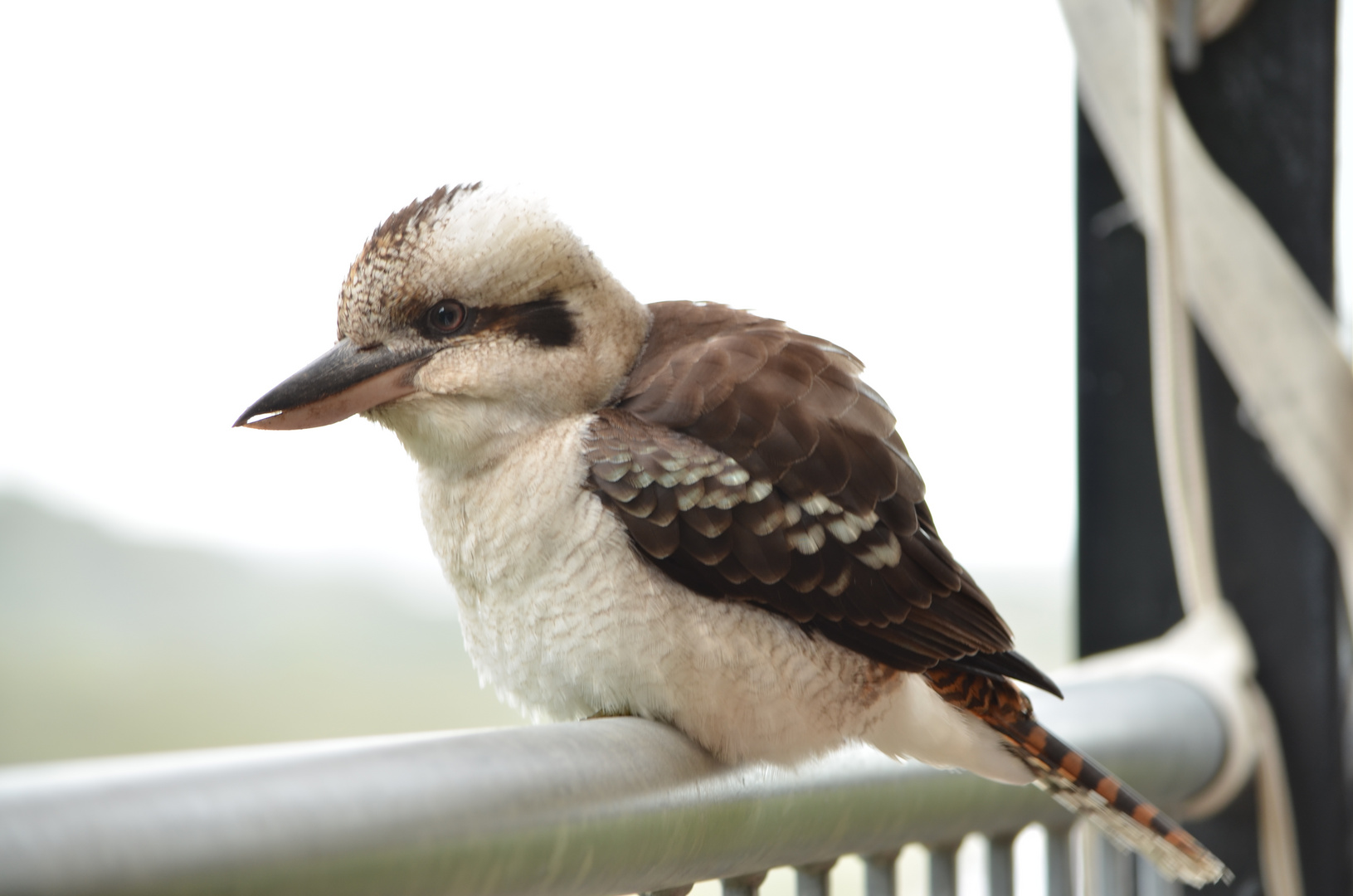 Simpatico Kookabura in terrazza