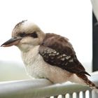 Simpatico Kookabura in terrazza