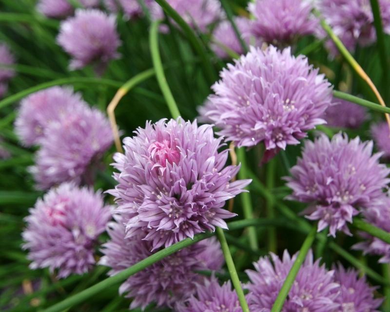 Simple Chives