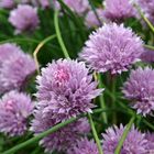 Simple Chives