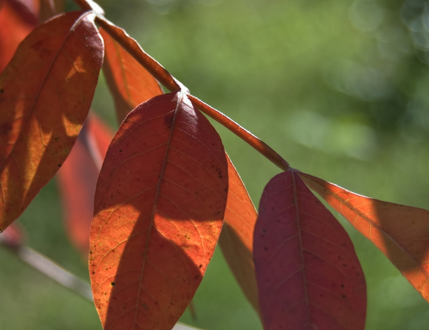 Simple Fall Color