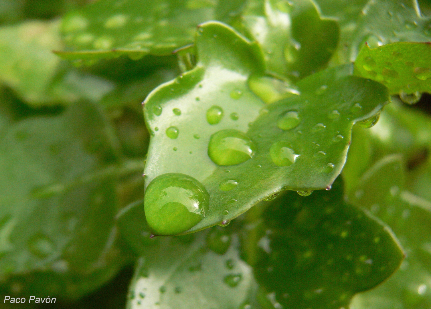 Simple gota de lluvia sobre una hoja. Une simple goutte d'eau posée sur une feuille.