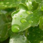 Simple gota de lluvia sobre una hoja. Une simple goutte d'eau posée sur une feuille.