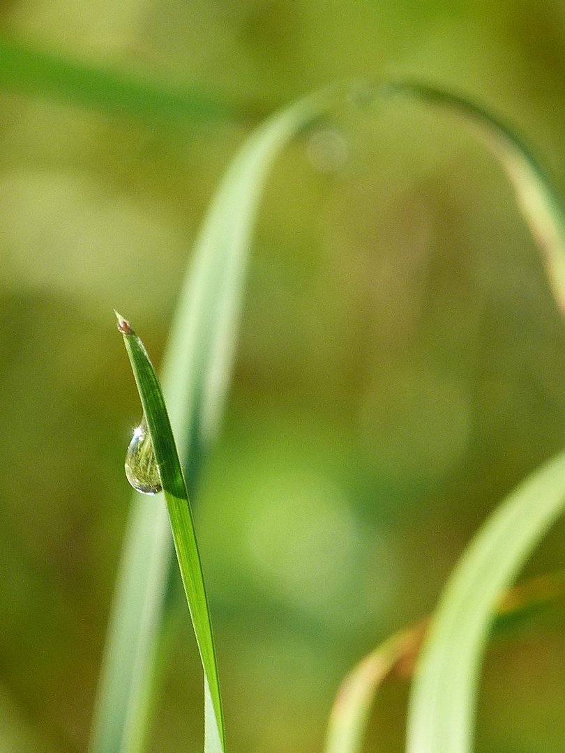 simple gouttes d'eau