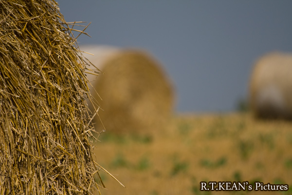 Simple LIfe II - Lombise - Hainaut - Belgium