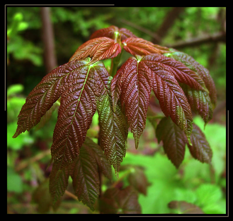 Simple maple