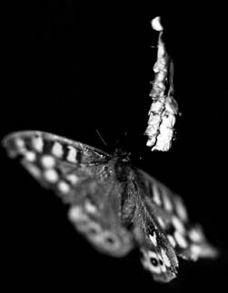 ...simple papillon...