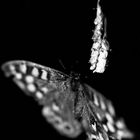 ...simple papillon...