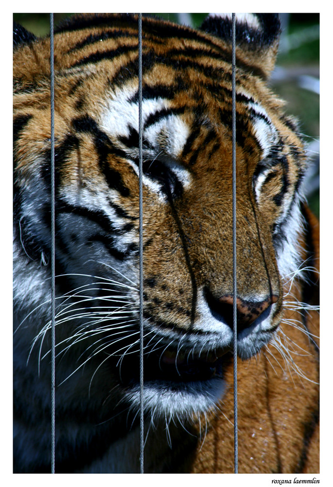 simple portrait of a beautiful beast behind the bars