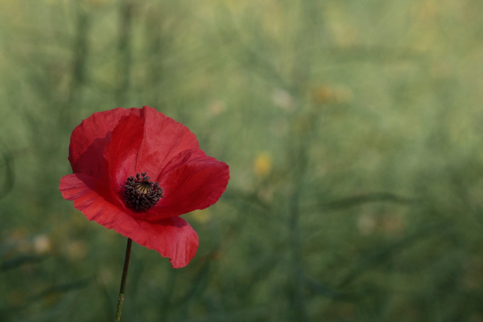 Simple Red