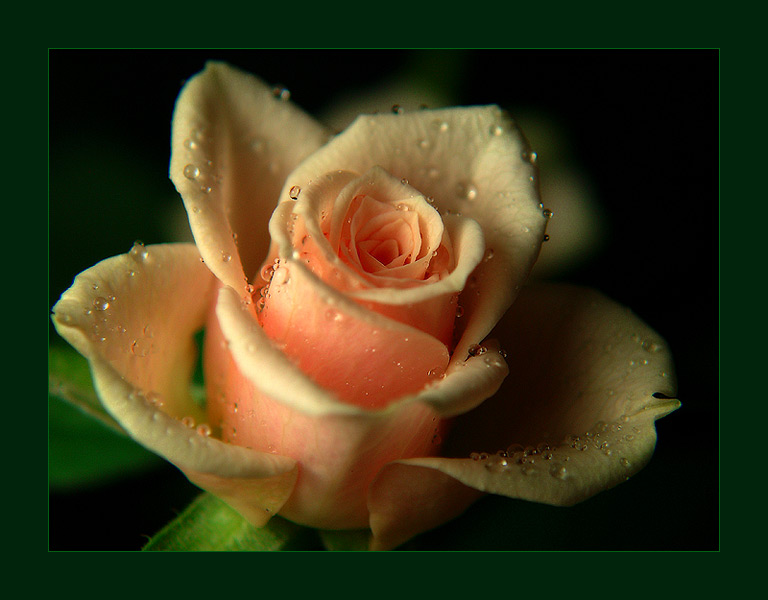 Simple rose