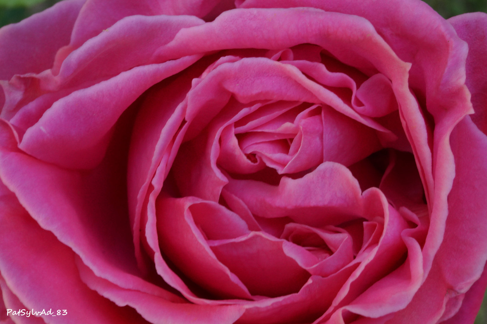Simple Rose du Jardin