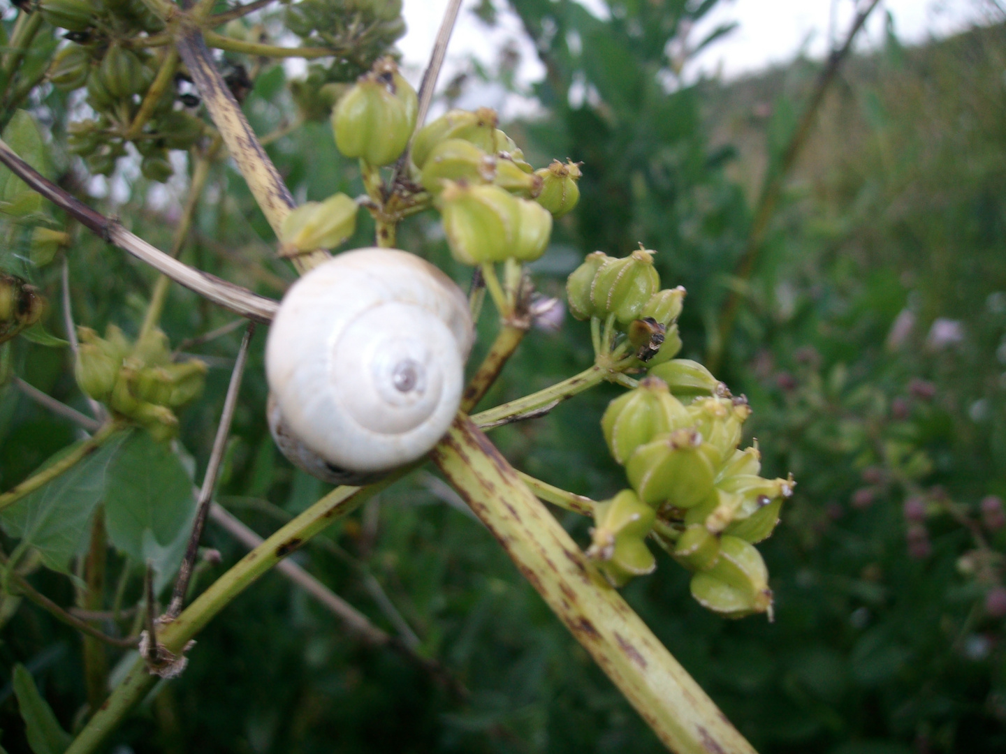 Simple snail.