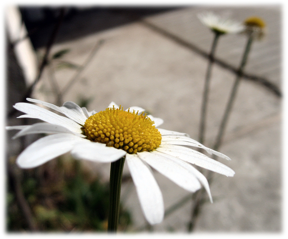 Simple white