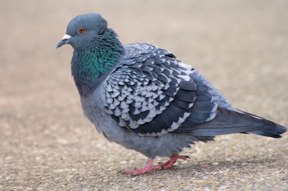 Simplement Pigeon