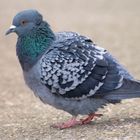 Simplement Pigeon