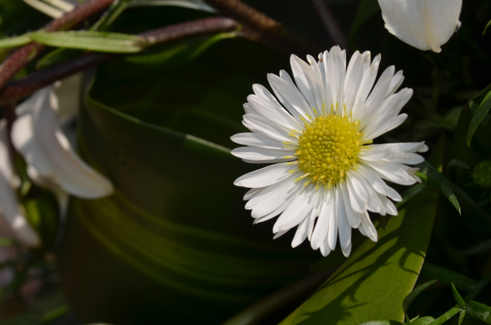 Simplemente flor