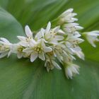 simplemente silvestre flor,del camino...................