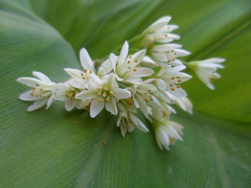 simplemente silvestre flor,del camino...................