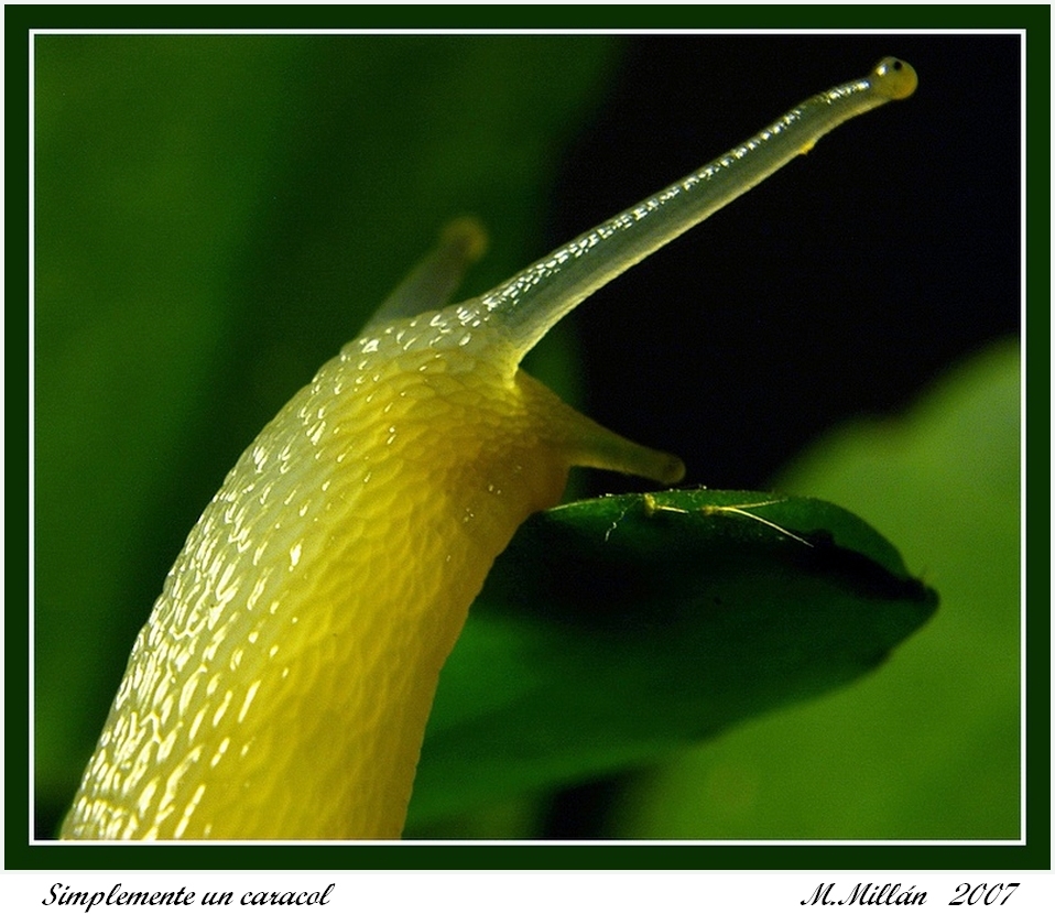 Simplemente un caracol