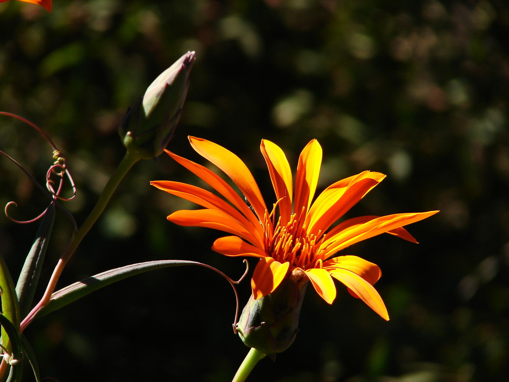 simplemente una flor