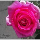 simplemente una rosa....