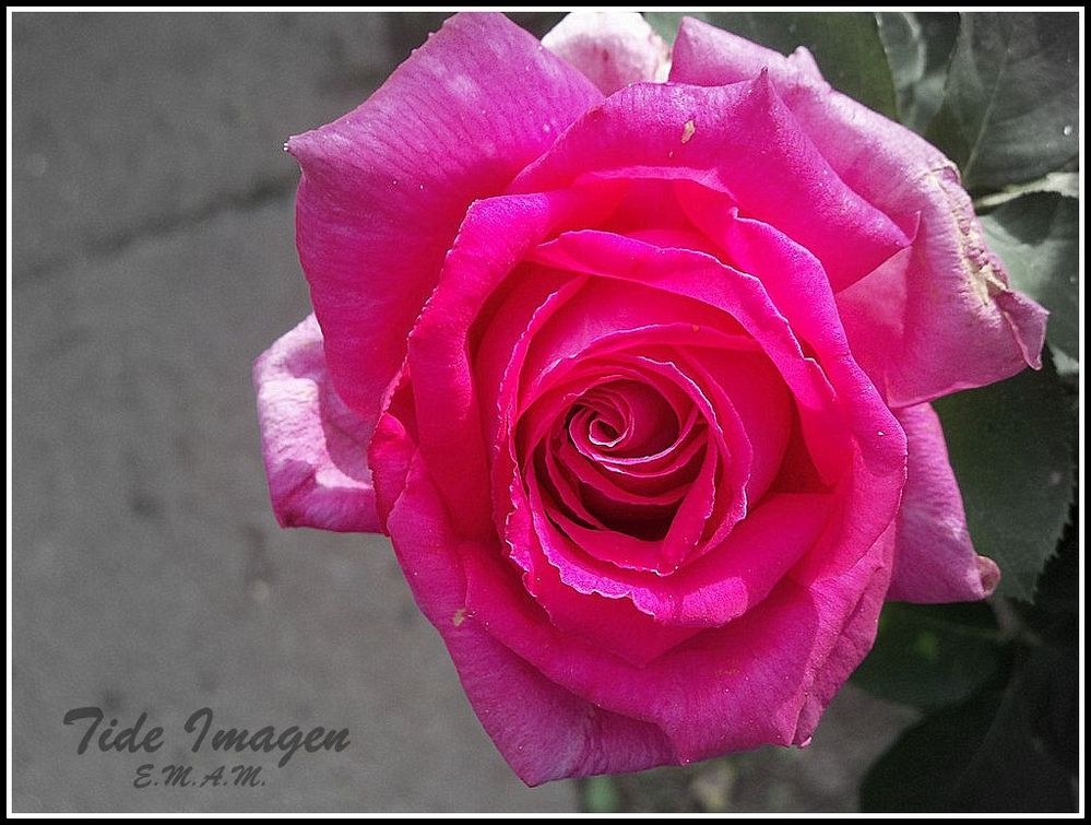 simplemente una rosa....