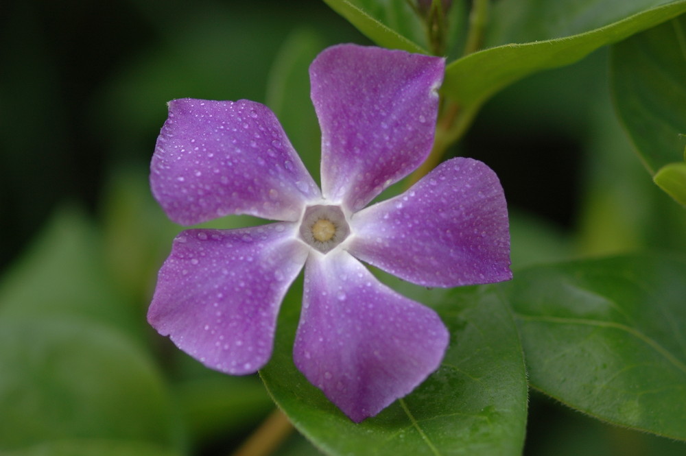 simplemente violeta