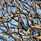 Simples branches