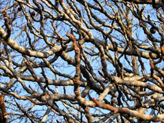 Simples branches