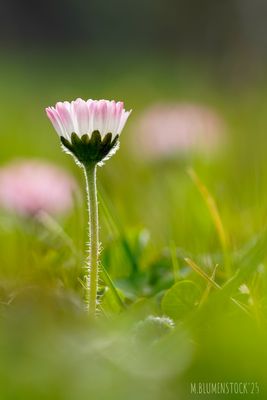 Simples Gänseblümchen
