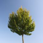 Simplicity - Himmel und Baum