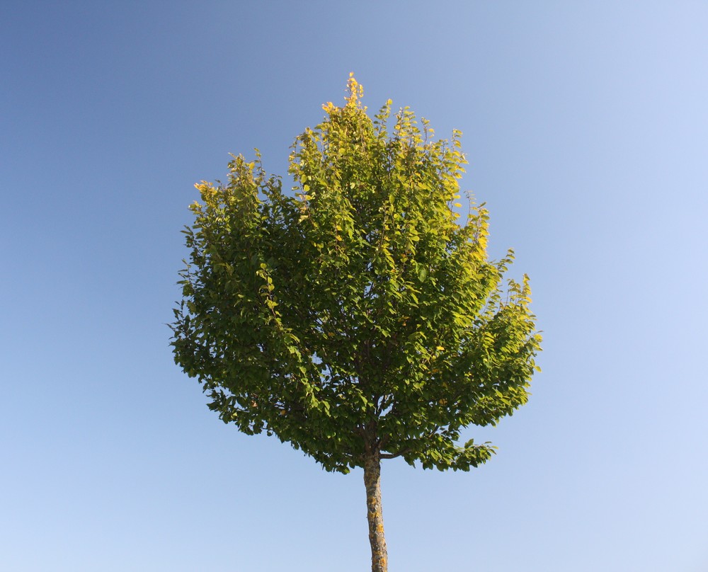 Simplicity - Himmel und Baum