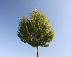 Simplicity - Himmel und Baum