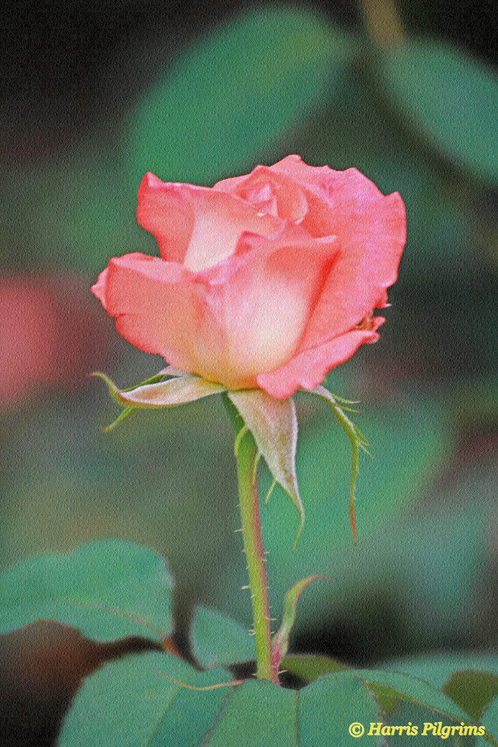 Simply A Rose