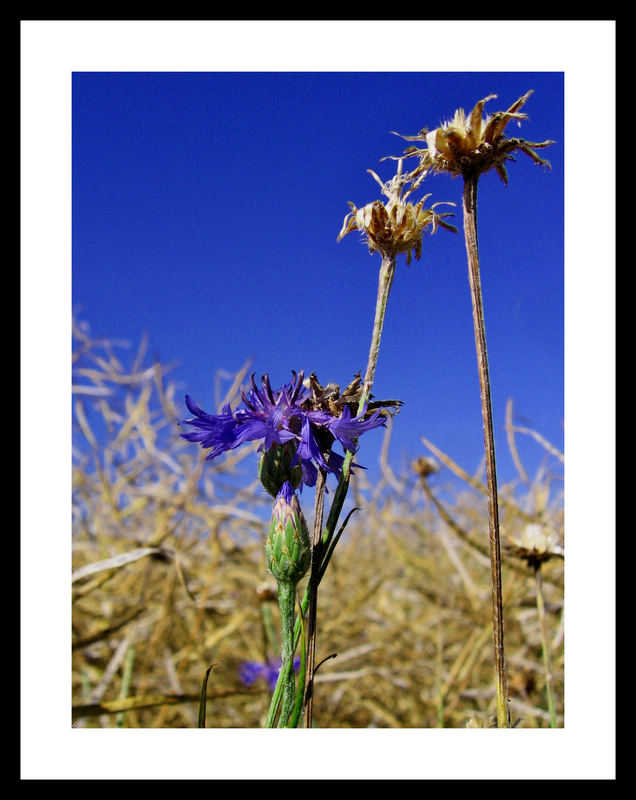 simply blue