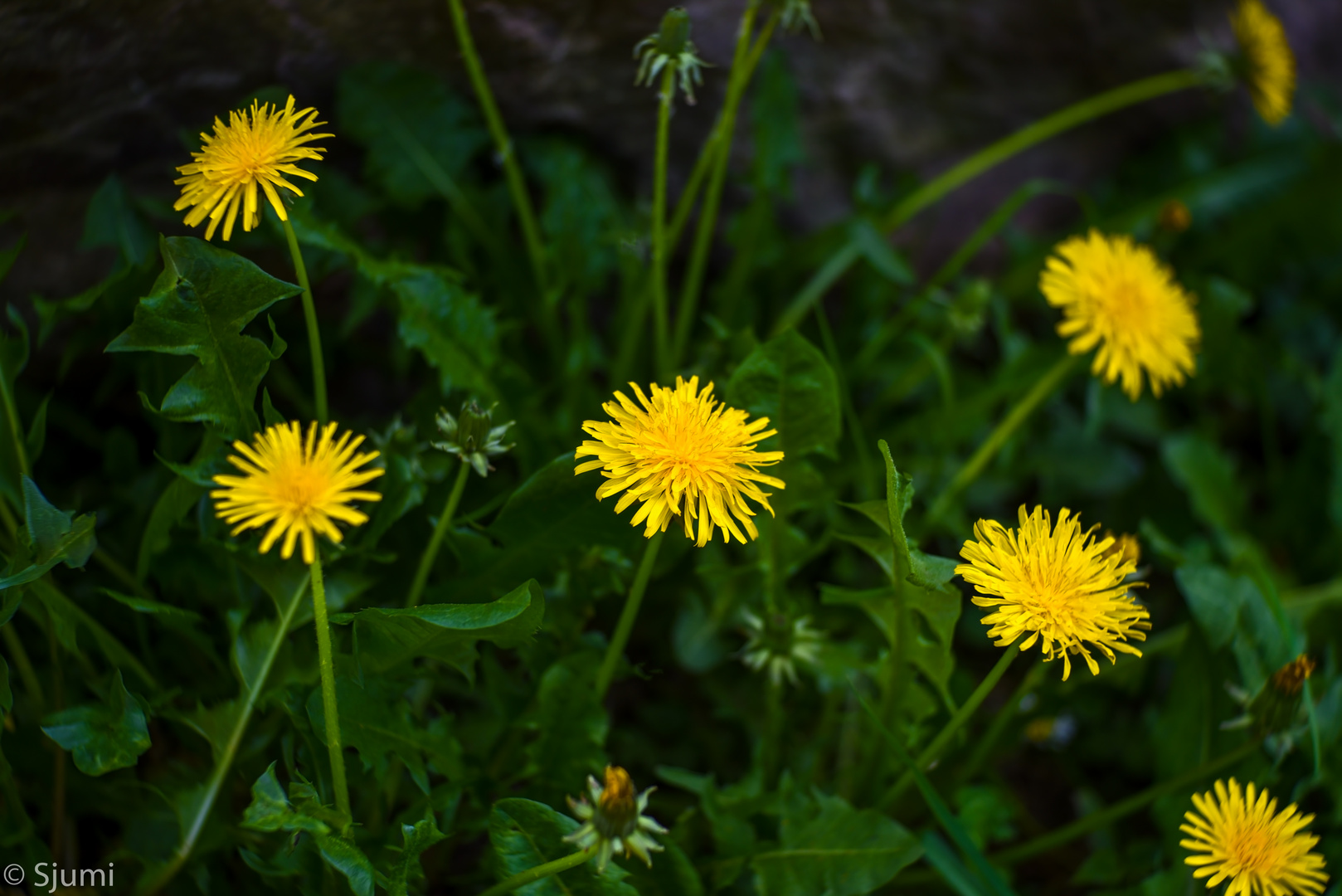 Simply dandelion....