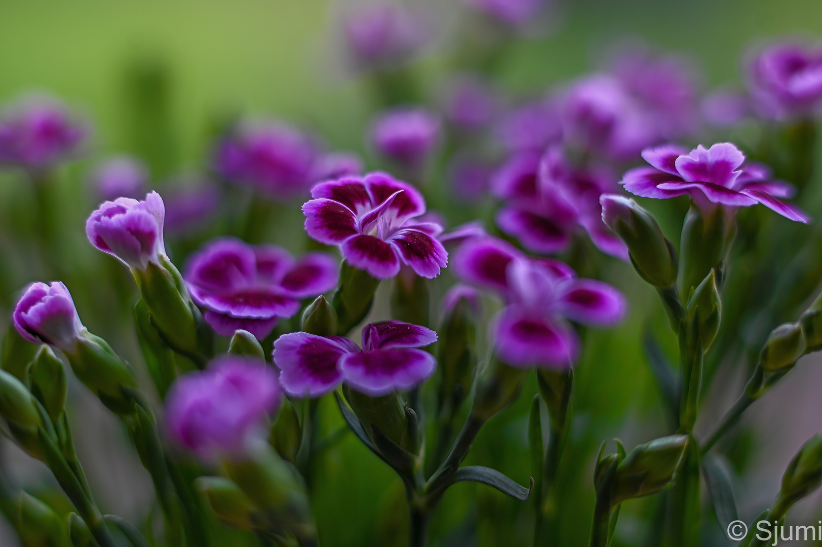 Simply dianthus