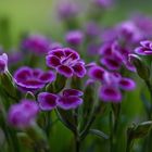 Simply dianthus