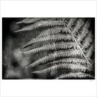 ~ simply fern ~