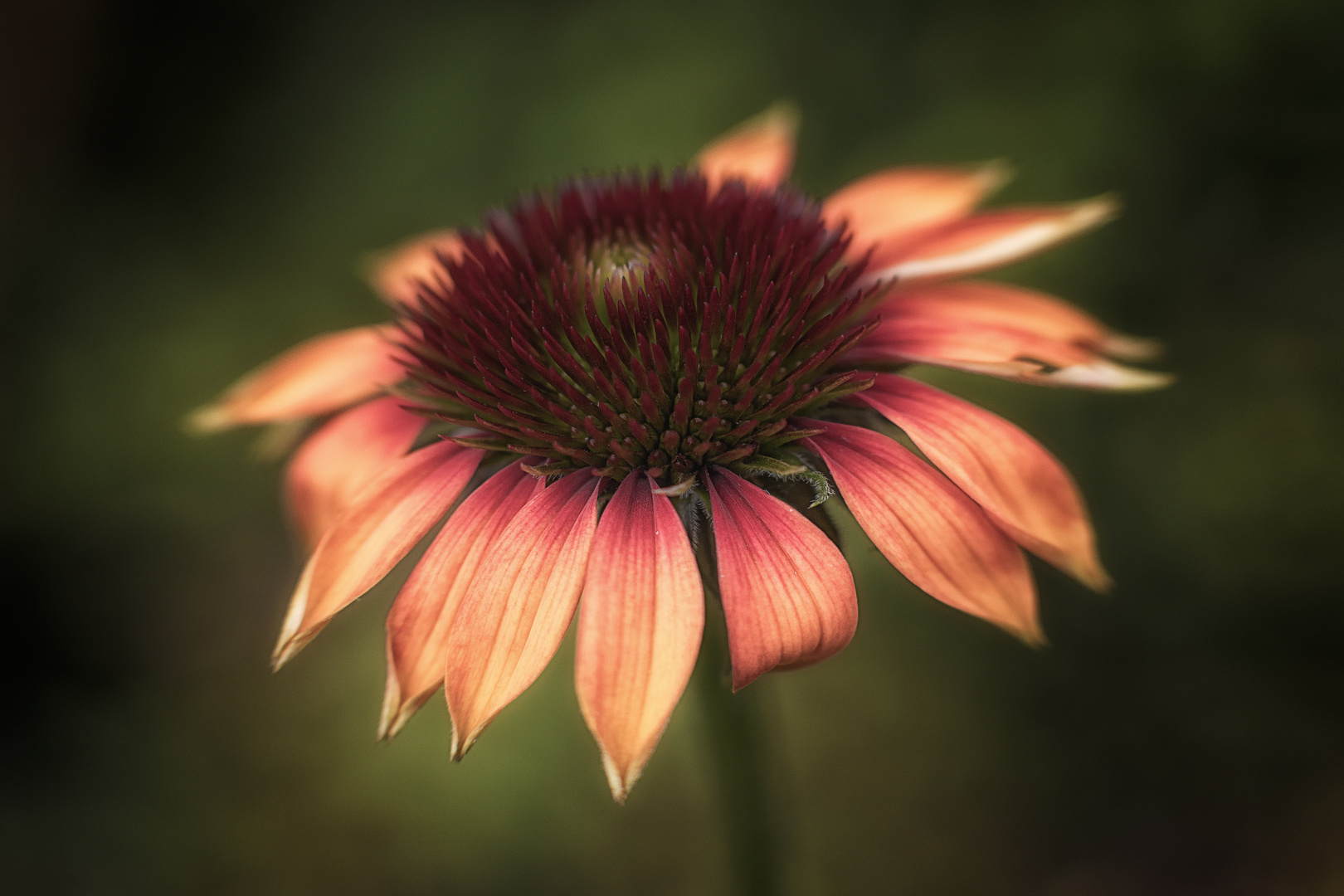 ... simply flowers (Echinacea) #1 ...