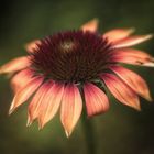 ... simply flowers (Echinacea) #1 ...