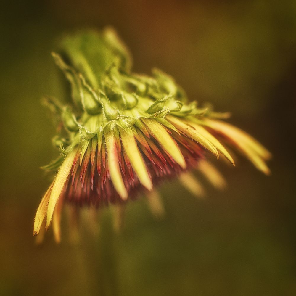 ... simply flowers (Echinacea) #2 ...
