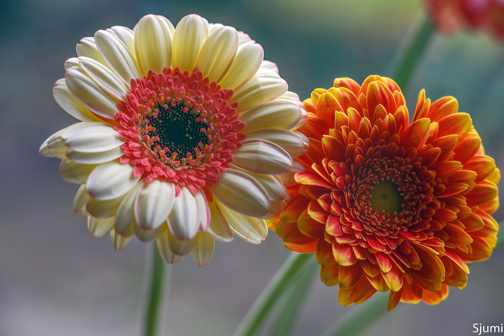 Simply gerbera...