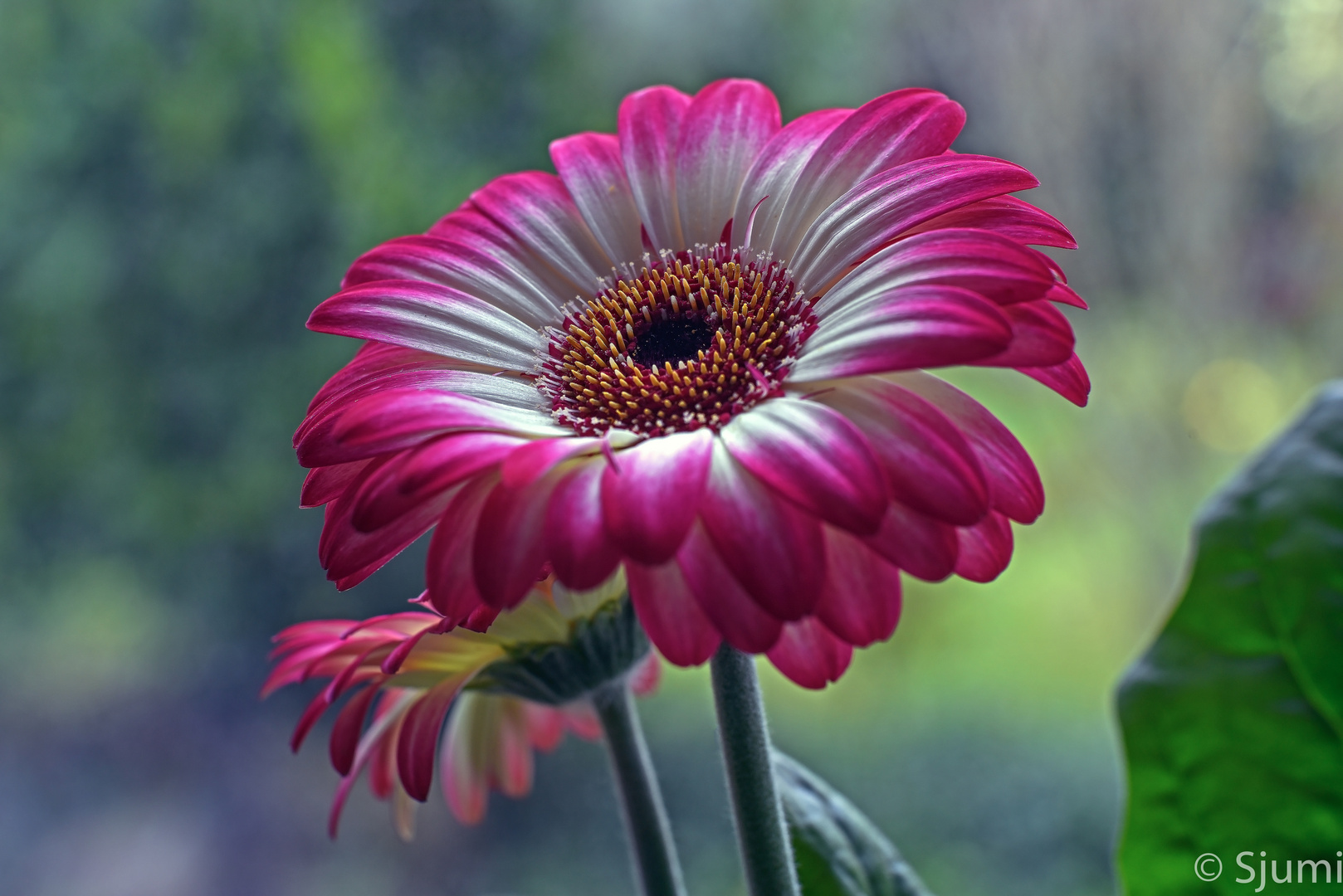 Simply gerbera magic...