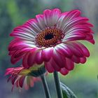 Simply gerbera magic...