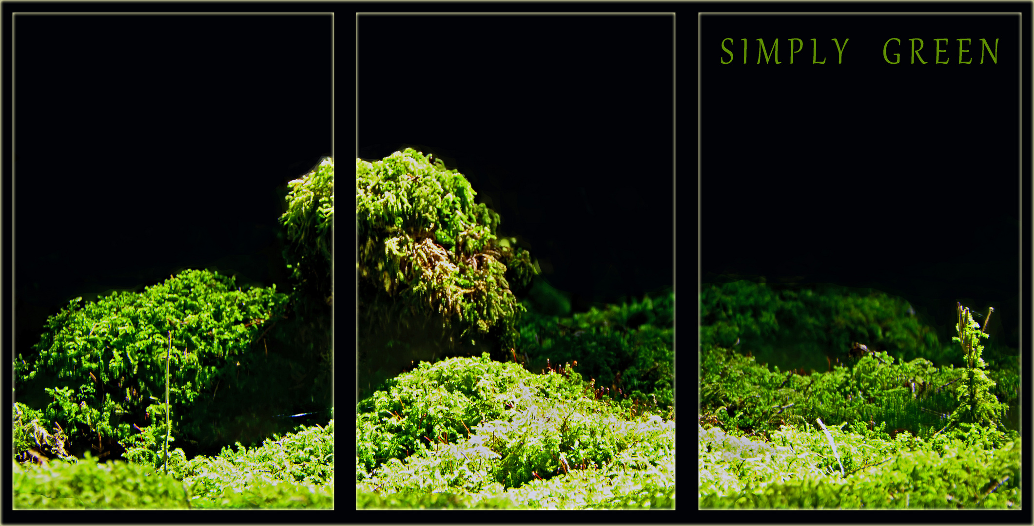 - SIMPLY GREEN -