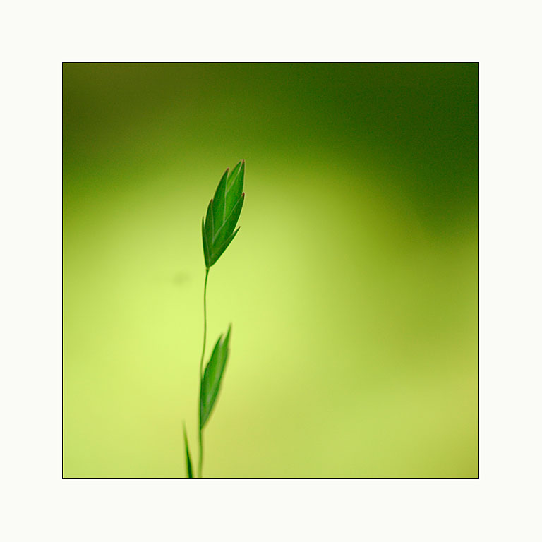 _simply in green_