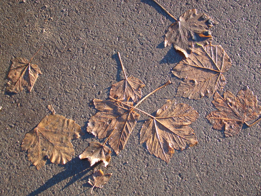 simply leaves