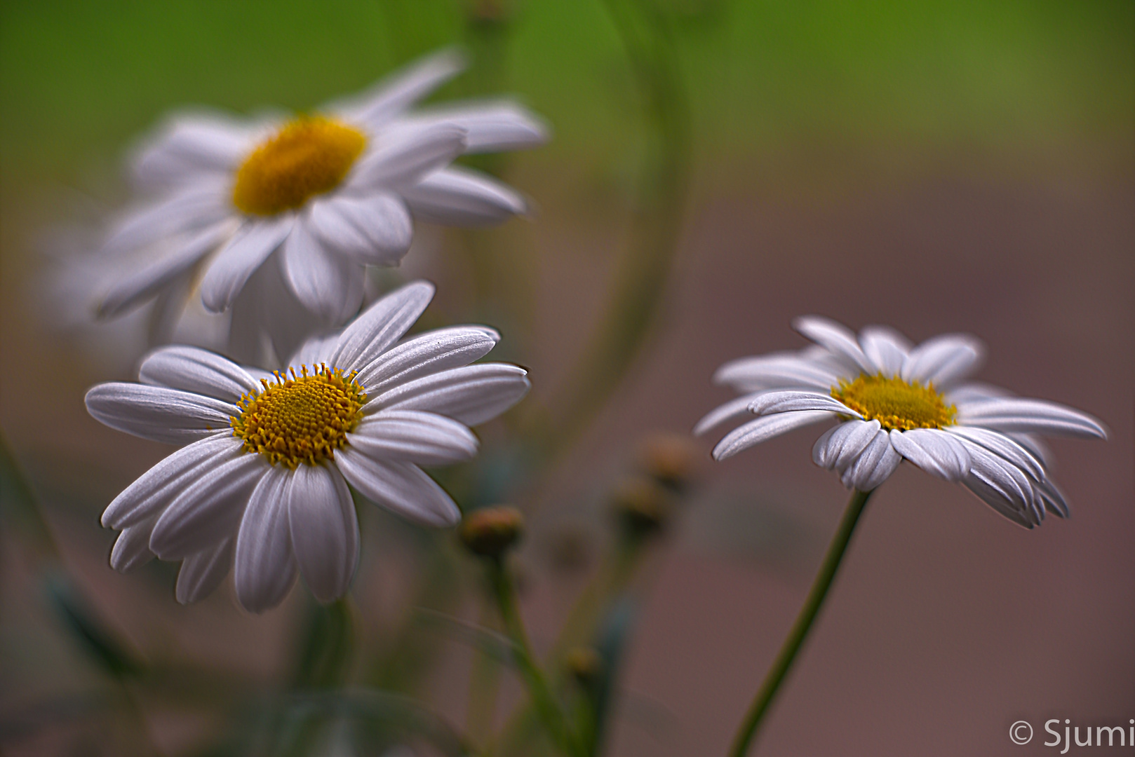 Simply marguerites...